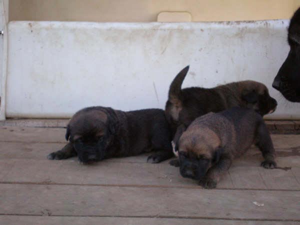 Puppies from Ribera del Pas - Lagartijo x Tizona con 17 días
Lagartijo de la Valleja x Tizona 
25.08.2007  
Keywords: puppyspain puppy camada