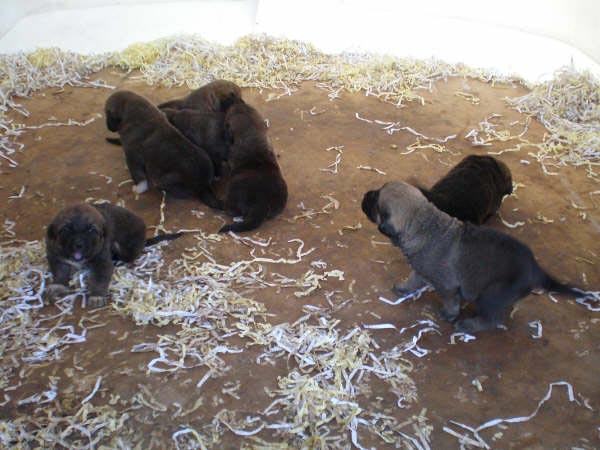 Puppies from Ribera del Pas - con 17 días
Lagartijo de la Valleja x Tizona 
25.08.2007  
Keywords: puppyspain puppy camada