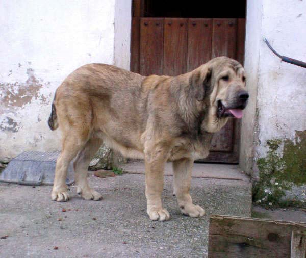 Capitán de la Ribera del Pas - 8 meses
(Moroco de Fuente Mimbre X Arpa de Fuente Mimbre)
Keywords: riberadelpas