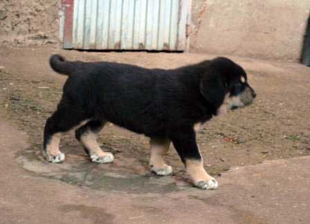 Casiopea, 50 días - born 13.10.07
Cantero de los Zumbos X Tormenta de Reciecho  
13.10.2007

Keywords: puppyspain puppy cachorro