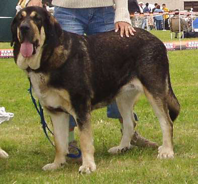 Cassandra Tornado Erben - Young Class Female - Exc. 1, Winner of Class - International Show, Kraków, Poland, 27.06.2004
(Ch. Baskervil Mastibe x Jch. Salma de Cueto Negro)
Born: 21-01-2003 



Keywords: 2004 tornado