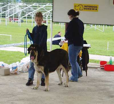 Cassandra Tornado Erben - in Juniorhandling - Czech Club Show, Mlada Boleslav, Czech Republic 15.05.2004 
(Ch. Baskervil Mastibe x Salma de Cueto Negro) 


Keywords: 2004 tornado