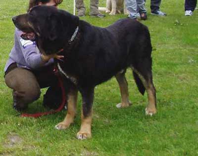 Ch. Baskervil Mastibe - 4,5 years - Champion Class Males - Czech Club Show, Mlada Boleslav, Czech Republic 15.05.2004 
(Fredy Bleiki x Elba Vila Dalia)


Keywords: 2004 tornado