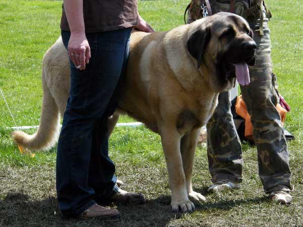 Charon z Kraje Sokolu: VG3 - Young Class Males, National Show, Mlada Boleslav 19.07.2009
(Amigo Zeus Bis Mastibe x Feimi z Kraje Sokolu)
Keywords: 2009