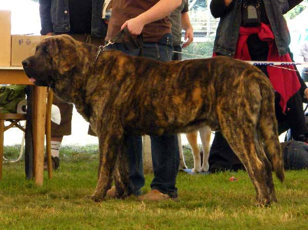 Chebaart Zaark Mastibe: Exc.2, res.CAC - Open Class Males, National Show, Mlada Boleslav 19.07.2009
(Arak z Kraje Sokolu x Amiga Zazi Bis Mastibe)
Keywords: 2009 mastibe