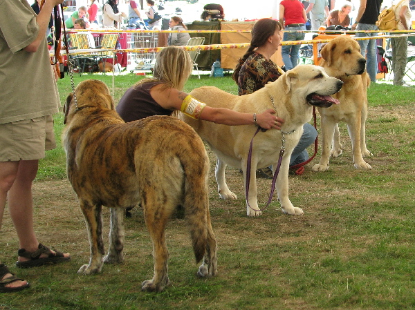 Chica Zaark Mastibe, Gia z Kraje Sokolu & Jorgito Tornado Erben - International Show, Mlada Boleslav 31.08.2008
Chica: Excellent 1, CAJC - Young Class Females
Gia: Excellent 1, CAC, CACIB - Open Class Females
Jorgito: Excellent 1, CAC, CACIB - Champion Class Males
Keywords: 2008