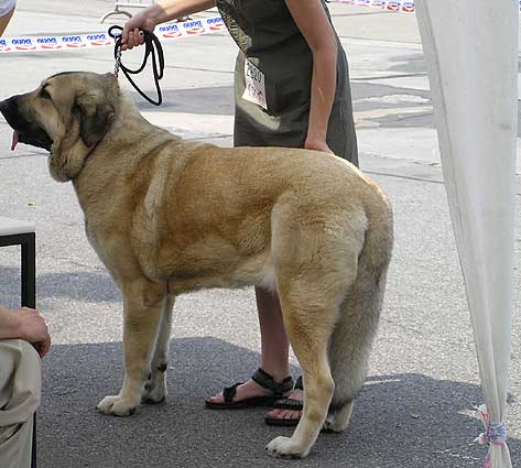 Corina Priehrada - Exc. 2, res.CAC, res.CACIB - Open Class Females, International Show, Brno, Czech Republic, 25.06.2006 
(Ch. Andy Krkonosky sen x Agrado Espanol Arcita) 

Keywords: 2006