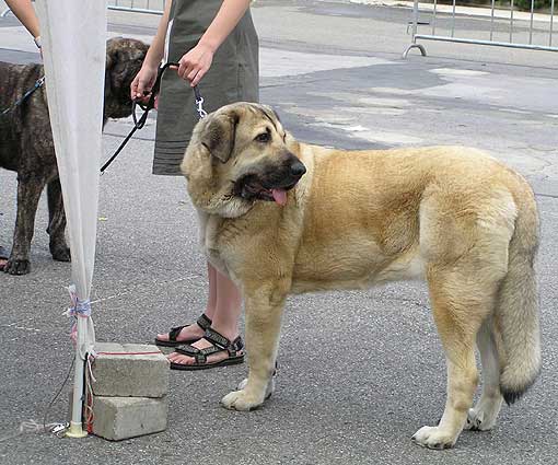 Corina Priehrada - Exc. 2, res.CAC, res.CACIB - Open Class Females, International Show, Brno, Czech Republic, 25.06.2006
(Ch. Andy Krkonosky sen x Agrado Espanol Arcita) 

Keywords: 2006