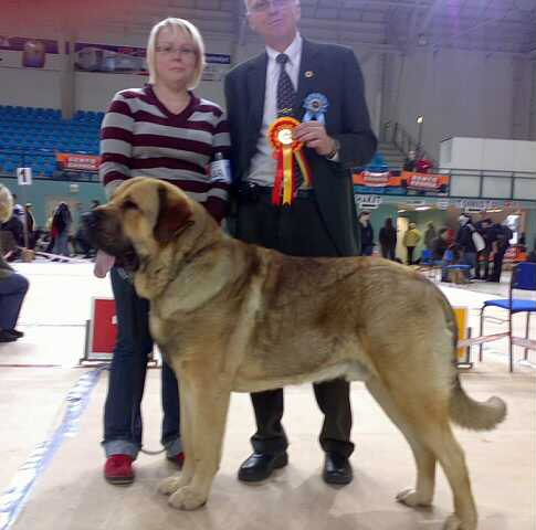 Dozy Dragon Herbu Wielka Lapa: EXC 1, CAC, CACIB, BOB - Open Class Males, International Dog Show, Seinäjoki, Finland,  26.10.2008
(Druso de la Aljabara x Bancia Dobra Rasa) 
Breeder: Andrzej Lapinski
Owner: Satu Isoräsy
Keywords: 2008 satu