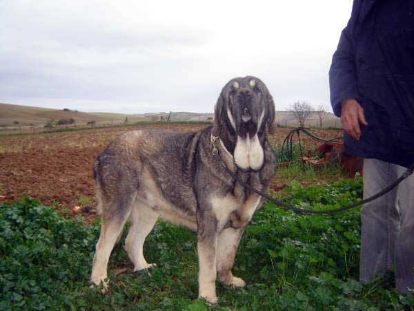 Caín de Campollano - father of puppies born 14.11.08
(Caín de Campollano  X Joya de Tornado Erben)
Born: 14.11.2008

