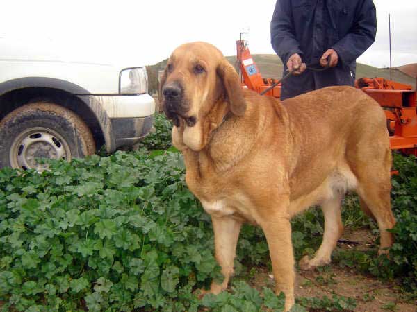 Joya Tornado Erben - mother of puppies born 14.11.2008
