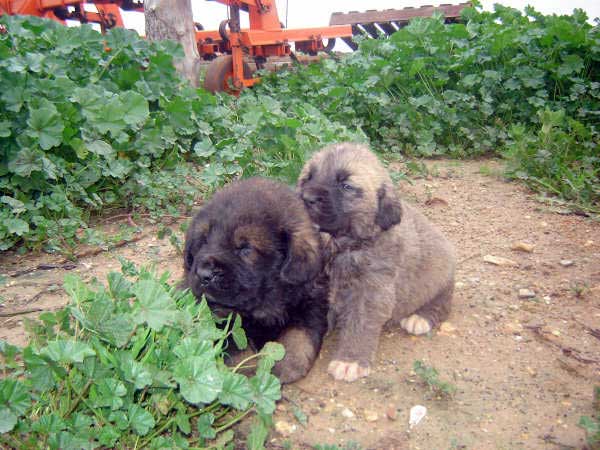 Puppies born 14.11.2008
(Caín de Campollano  X Joya de Tornado Erben)
Born: 14.11.2008

Keywords: pupyspain