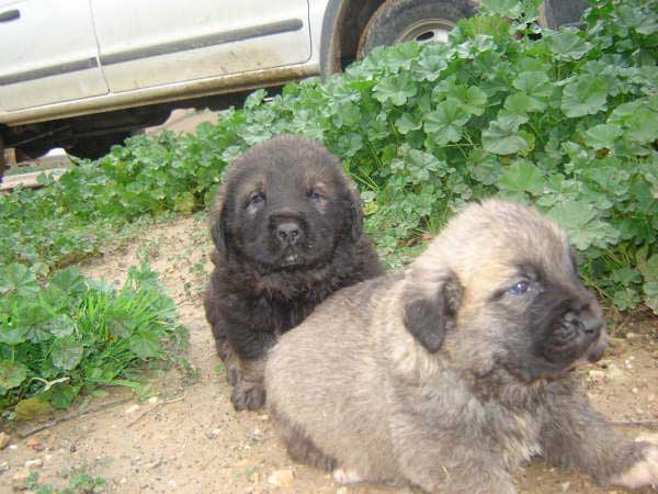 Puppies born 14.11.2008
(Caín de Campollano  X Joya de Tornado Erben)
Born: 14.11.2008

Keywords: pupyspain