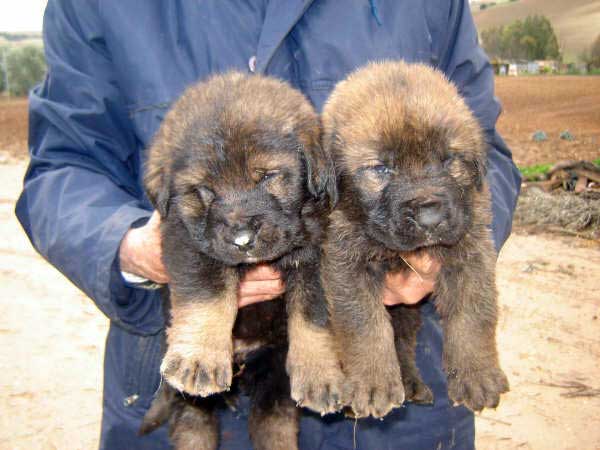 Puppies born 14.11.2008
(Caín de Campollano  X Joya de Tornado Erben)
Born: 14.11.2008

Keywords: pupyspain
