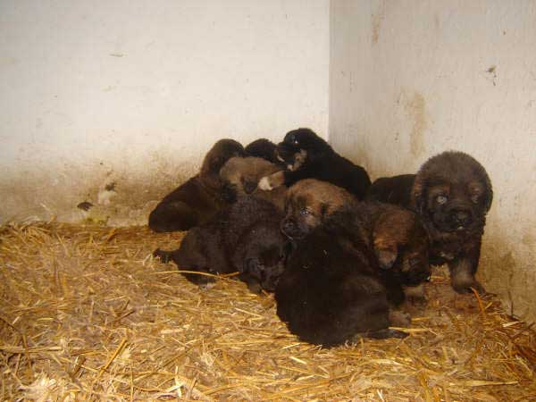 Puppies bprn 14.11.2008
(Caín de Campollano  X Joya de Tornado Erben)
Born: 14.11.2008

Keywords: pupyspain