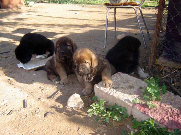 Puppies born 14.11.2008
(Caín de Campollano  X Joya de Tornado Erben)
Born: 14.11.2008

