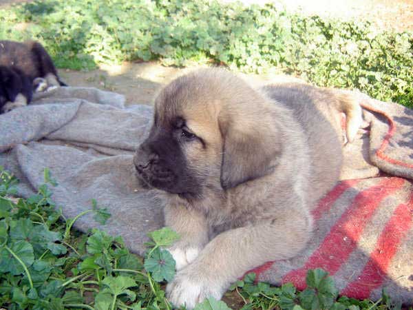 Puppy born 14.11.2008
(Caín de Campollano  X Joya de Tornado Erben)
Born: 14.11.2008

