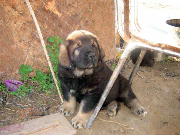 Puppy born 14.11.2008
(Caín de Campollano  X Joya de Tornado Erben)
Born: 14.11.2008

