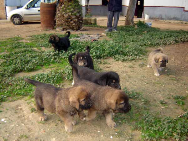 Puppies bprn 14.11.2008
(Caín de Campollano  X Joya de Tornado Erben)
Born: 14.11.2008

