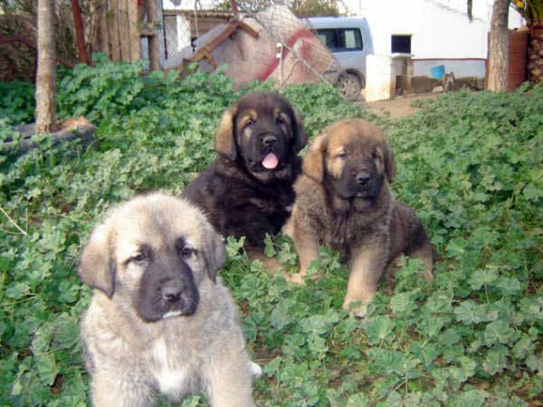 Puppies born 14.11.2008
(Caín de Campollano  X Joya de Tornado Erben)
Born: 14.11.2008

