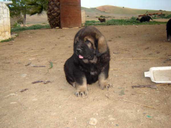 Puppy born 14.11.2008
(Caín de Campollno  X Joya de Tornado Erben)
Born: 14.11.2008

