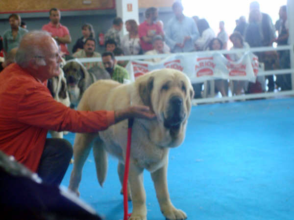 Karonte de Montes del Pardo: Best of Breed - Mejor de la Raza, Exposicion Nacional de Razas Espanolas, Talavera de la Reina, 23.5.2009
Keywords: 2009 pardo