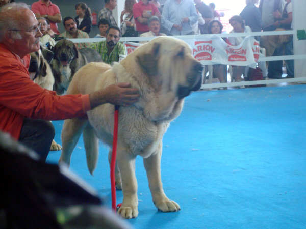 Karonte de Montes del Pardo: Best of Breed - Mejor de la Raza, Exposicion Nacional de Razas Espanolas, Talavera de la Reina, 23.5.2009
Keywords: 2009 pardo