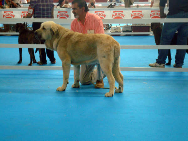 ? Duelos y Quebrantos - Exposicion Nacional de Razas Espanolas, Talavera de la Reina, 23.5.2009
Keywords: 2009 duelos