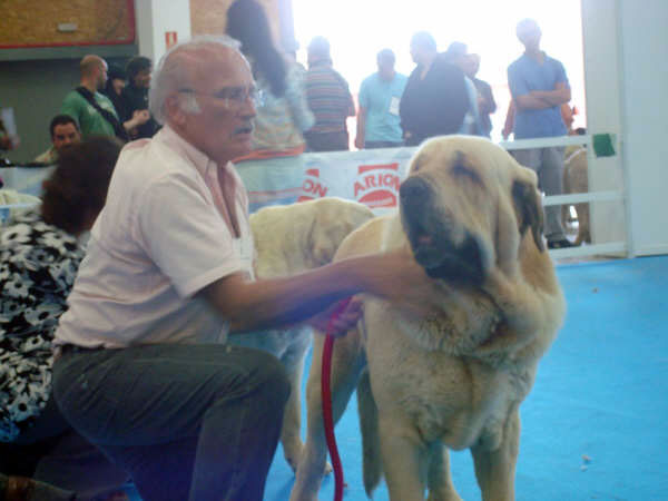 Karonte de Montes del Pardo: Best of Breed - Mejor de la Raza, Exposicion Nacional de Razas Espanolas, Talavera de la Reina, 23.5.2009
Keywords: 2009 pardo