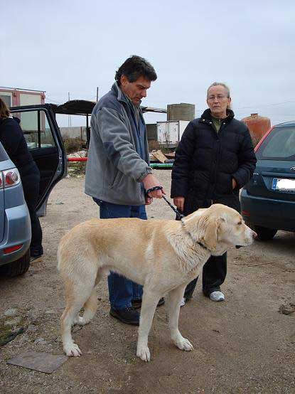  Voluntarios de Protectora Kimba y Asociación Solúcar recogen y dan en adopción dos mastines machos que estaban en la calle 
www.mastines-espanoles.com/news.php?item.689.21 - article 
Keywords: adoption adopciones