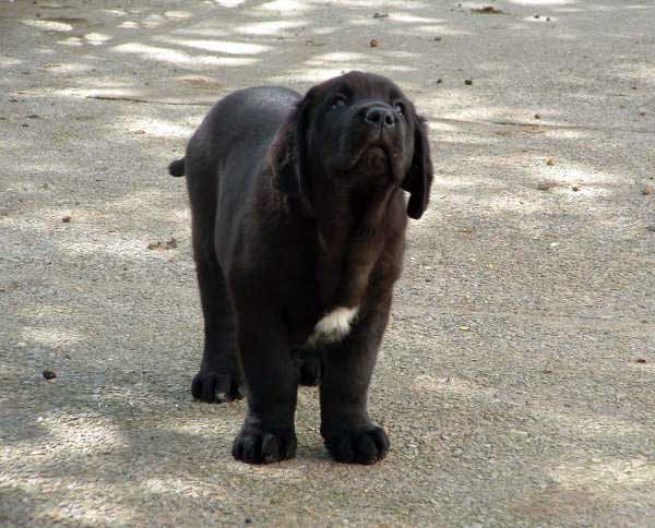 Puppy from La Ribera del Pas - 50 days old
MOROCO DE FUENTE MIMBRE x LIANA DE FUENTE MIMBRE 
Born: 19.04.2006
Keywords: puppyspain puppy cachorro