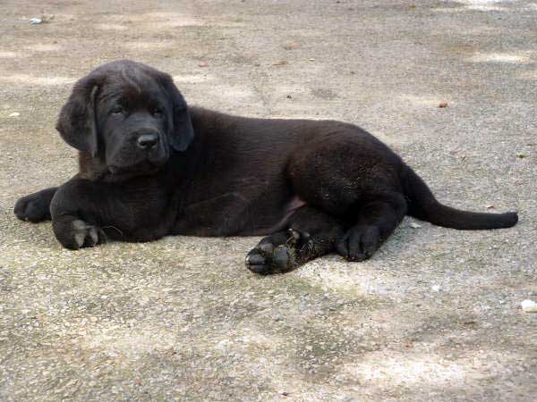 Puppy from La Ribera del Pas - 50 days old
MOROCO DE FUENTE MIMBRE x LIANA DE FUENTE MIMBRE 
Born: 19.04.2006
Keywords: puppyspain puppy cachorro