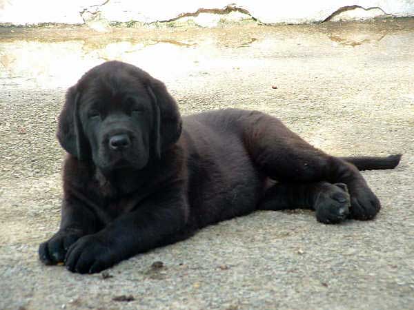 Puppy from La Ribera del Pas - 50 days old
MOROCO DE FUENTE MIMBRE x LIANA DE FUENTE MIMBRE 
Born: 19.04.2006
Anahtar kelimeler: puppyspain puppy cachorro