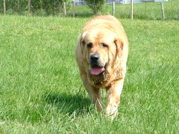 Silvestre de la Valleja
(Sanson de las Cañadas x Pas de la Valleja)
Born: 20-09-2002
