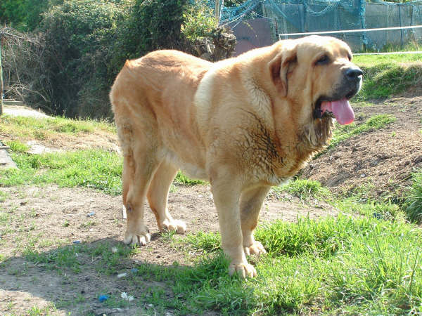 Silvestre de la Valleja
(Sanson de las Cañadas x Pas de la Valleja)
Born: 20-09-2002
