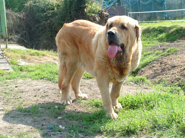 Silvestre de la Valleja
(Sanson de las Cañadas x Pas de la Valleja)
Born: 20-09-2002
