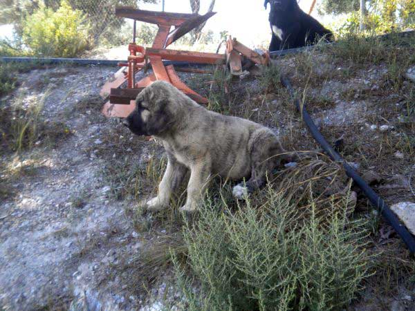 Puppies from 'Montes del Fos) - born 12.03.2011
Tolo de Fuente Mimbre X India de Cerros del Aguila

Keywords: delfos