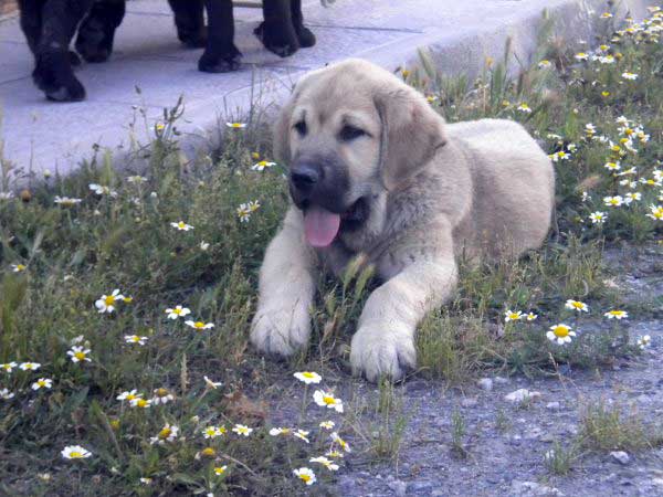 Puppy from 'Montes del Fos) - born 12.03.2011
Tolo de Fuente Mimbre X India de Cerros del Aguila

Keywords: delfos