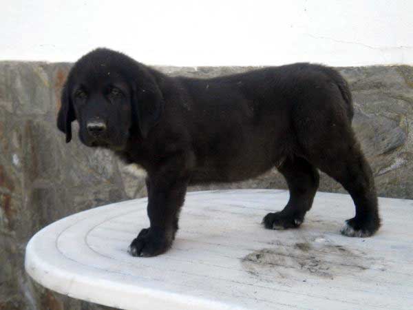 Puppy from 'Montes del Fos) - born 12.03.2011
Tolo de Fuente Mimbre X India de Cerros del Aguila

Keywords: delfos