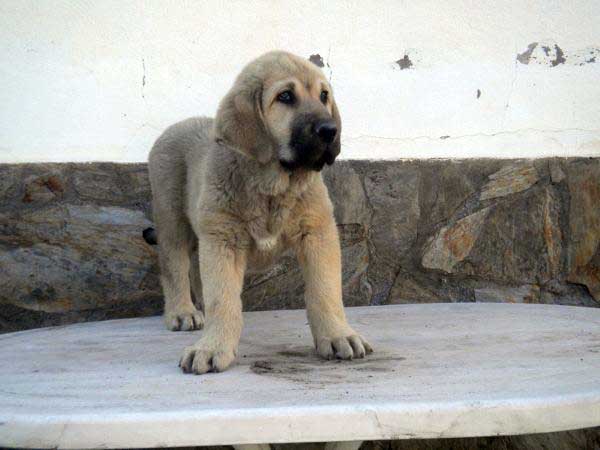 Puppy from 'Montes del Fos) - born 12.03.2011
Tolo de Fuente Mimbre X India de Cerros del Aguila

Keywords: delfos
