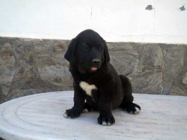 Puppy from 'Montes del Fos) - born 12.03.2011
Tolo de Fuente Mimbre X India de Cerros del Aguila

Keywords: delfos