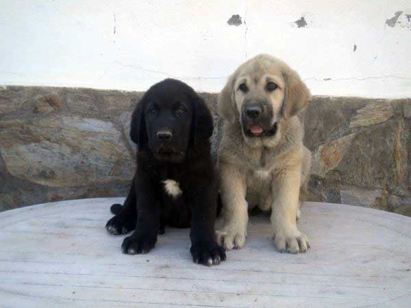 Puppies from 'Montes del Fos) - born 12.03.2011
Tolo de Fuente Mimbre X India de Cerros del Aguila

Keywords: delfos