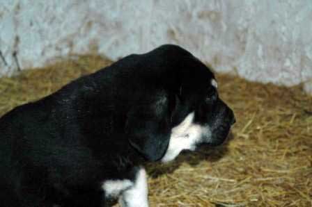 Puppy from Trobajuelo - born 13.10.07
Cantero de los Zumbos X Tormenta de Reciecho  
13.10.2007

Keywords: puppyspain puppy cachorro