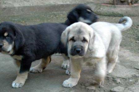 Puppies from Trobajuelo born 13.10.07
Cantero de los Zumbos X Tormenta de Reciecho  
13.10.2007

Keywords: puppyspain puppy cachorro