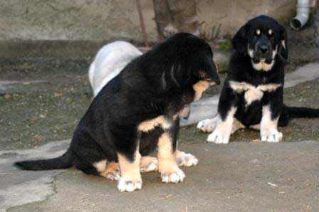 Puppies from Trobajuelo - born 13.10.07
Cantero de los Zumbos X Tormenta de Reciecho  
13.10.2007

Keywords: puppyspain puppy cachorro