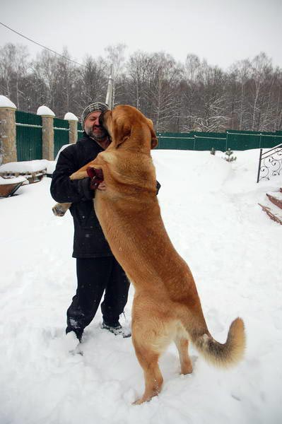 Spanish Grande Tornado Erben
Keywords: snow nieve spanish-grande