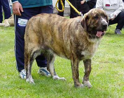 Daren z Kraje Sokolu - 13 months - Young Class Females - Czech Club Show, Mlada Boleslav, Czech Republic 15.05.2004 
(Ich. Alto del Grande Creta Lago x Ch. Aylen z Kraje Sokolu) 


Keywords: 2004 sokol