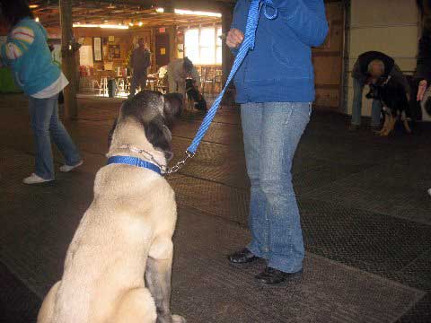 Deniro at his obedience class - 22. November 2008
(Fantom Tornado Erben x Charlotta Tornado Erben )
Born: 08.06.2008
Keywords: norma pacino tatyana deniro brando