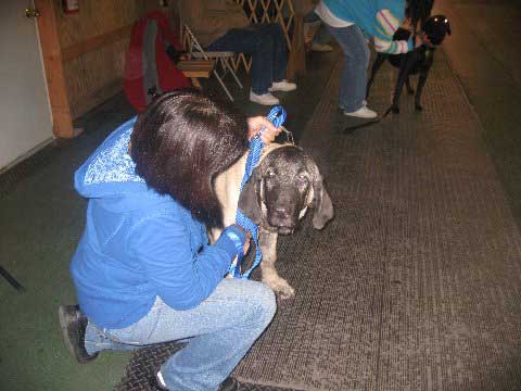 Deniro at his obedience class - 22. November 2008
(Fantom Tornado Erben x Charlotta Tornado Erben )
Born: 08.06.2008
Keywords: norma pacino tatyana deniro brando