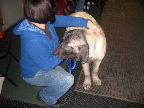 Deniro at his obedience class - 22. November 2008
(Fantom Tornado Erben x Charlotta Tornado Erben )
Born: 08.06.2008
Keywords: norma pacino tatyana deniro brando